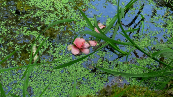 Bois des Moutiers (230) Mai 2012
